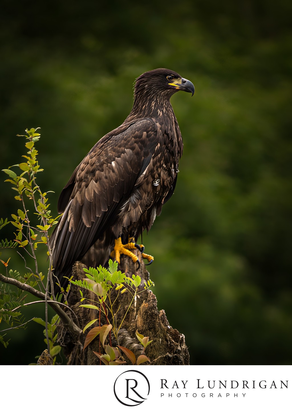 Juvenile Bald Eagle on a Lake River stump