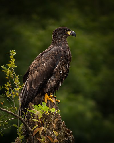 Juvenile Bald Eagle on a Lake River stump