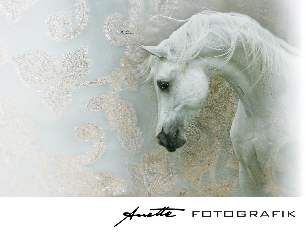 Unique arabian horse fine art photography