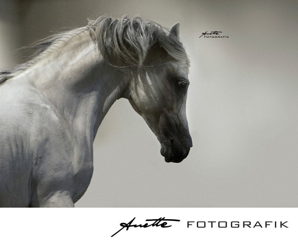 arabian horse photography