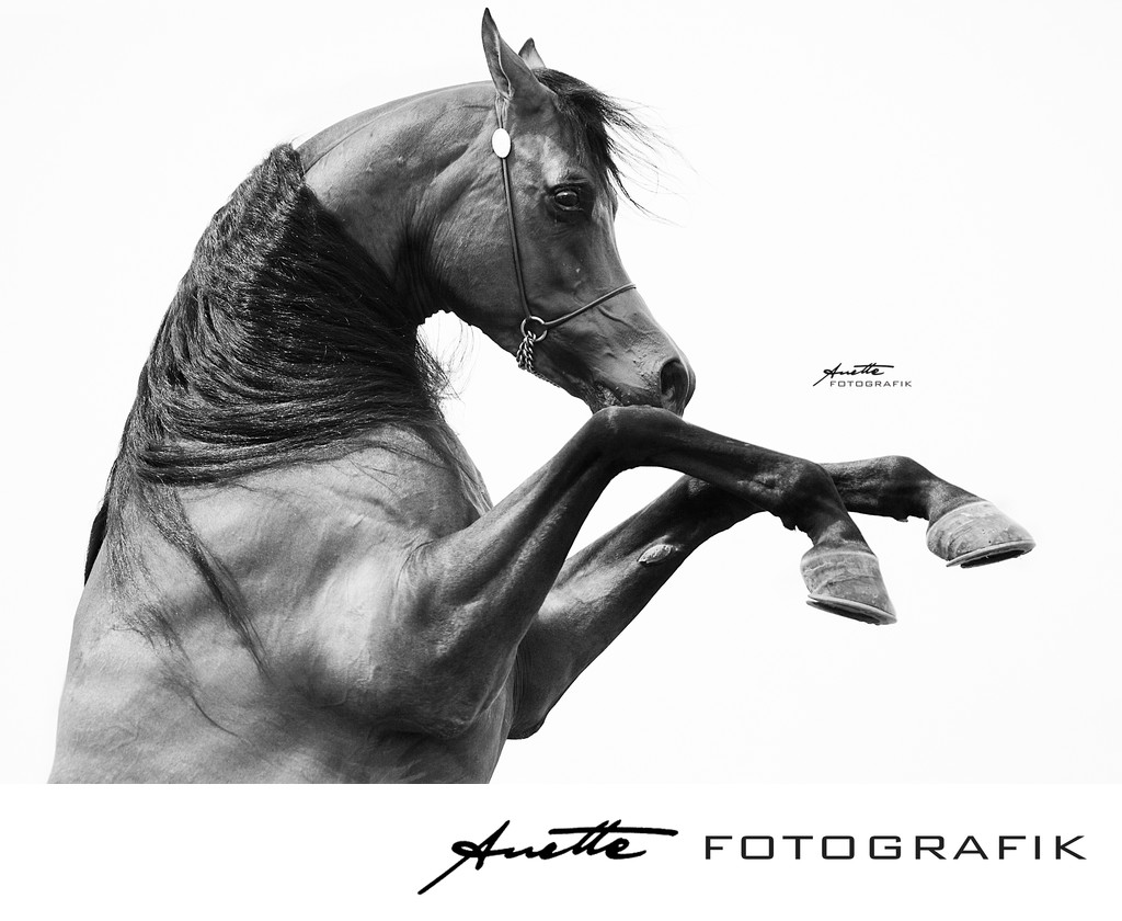 Best Dubai horse photographer