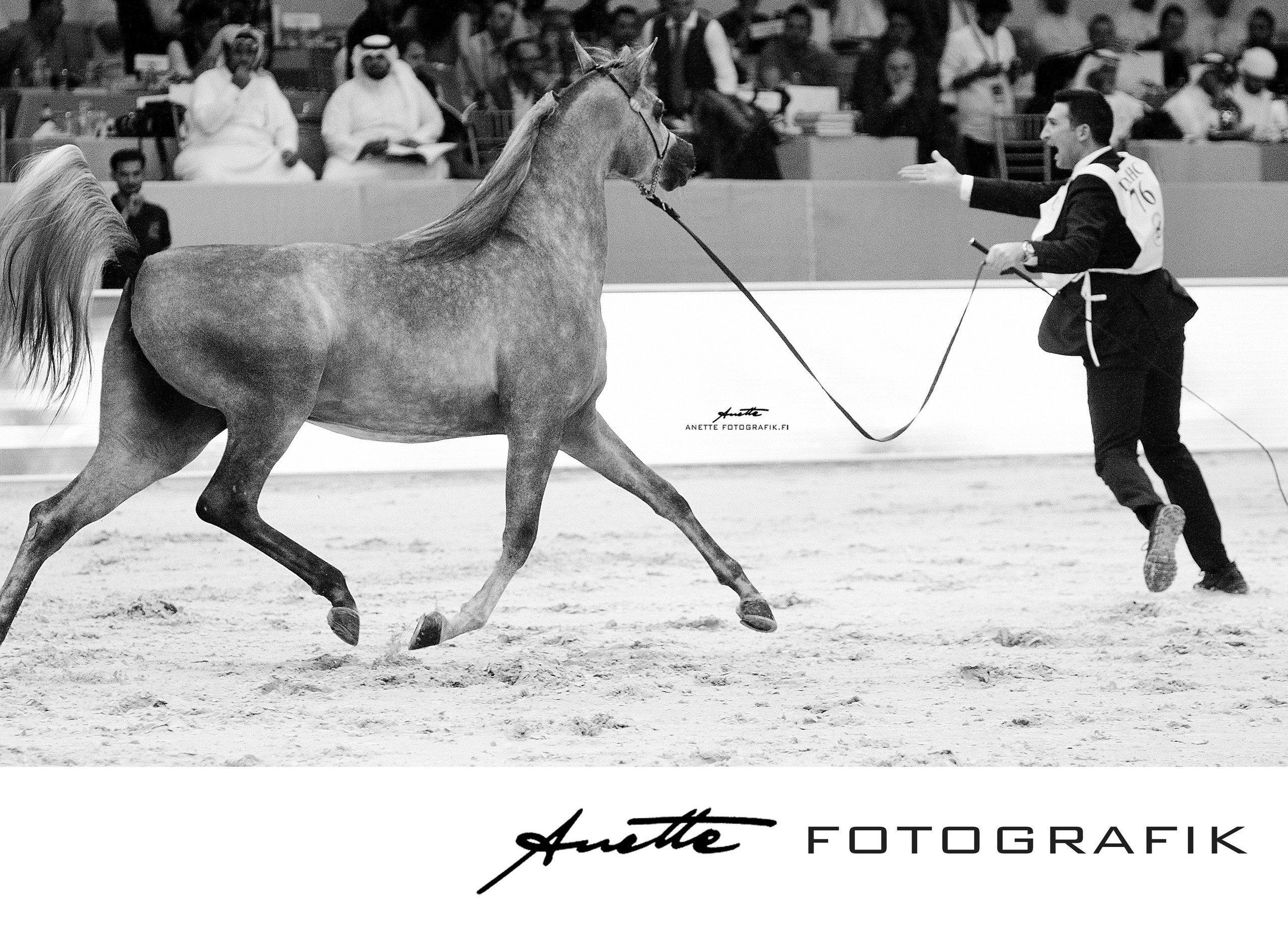 portfolio-arabian-horse-show-anette-fotografik