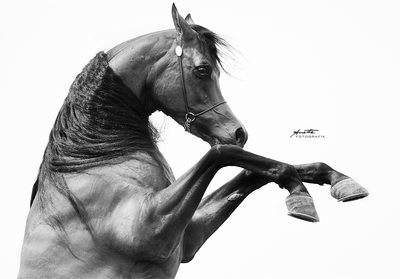 Best Dubai horse photographer