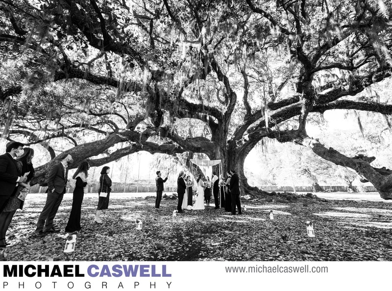 Tree of Life Audubon Park Wedding Ceremony