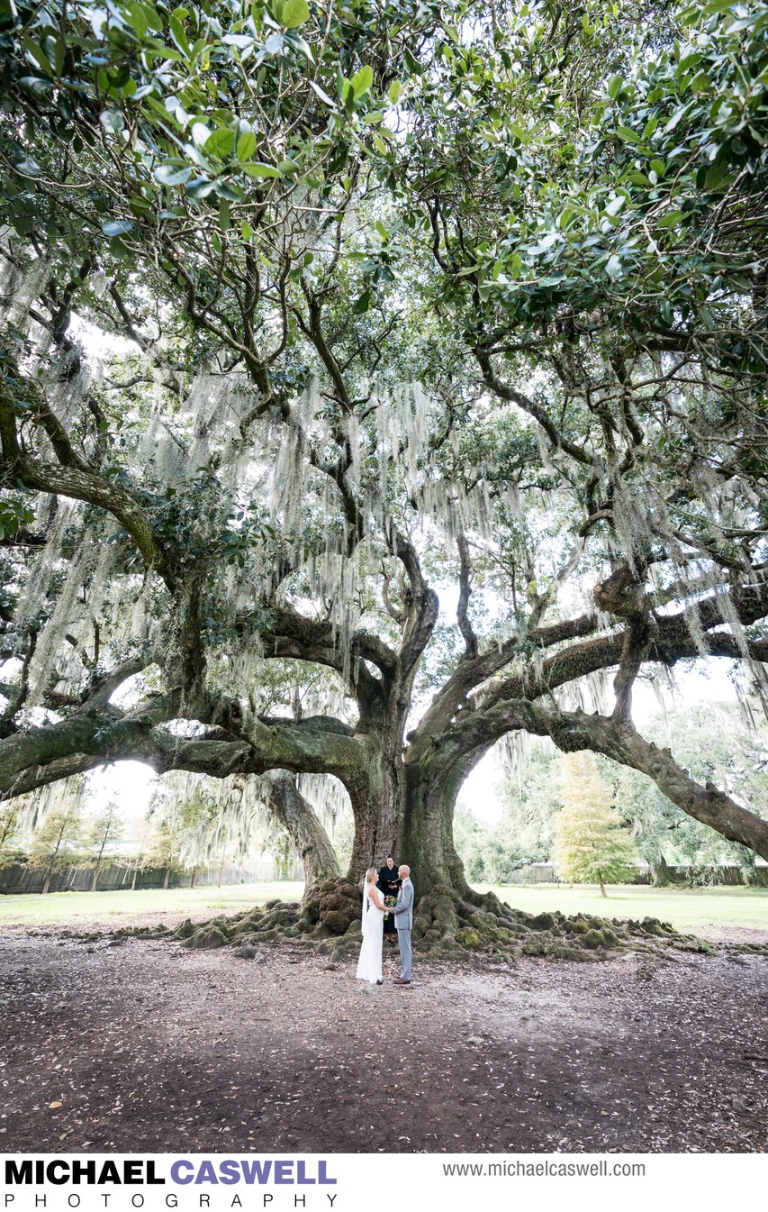 Wedding Ceremony at the Tree of Life in New Orleans