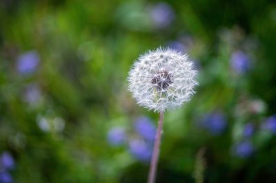 fine art nature wall art of dandelion fluff closeup