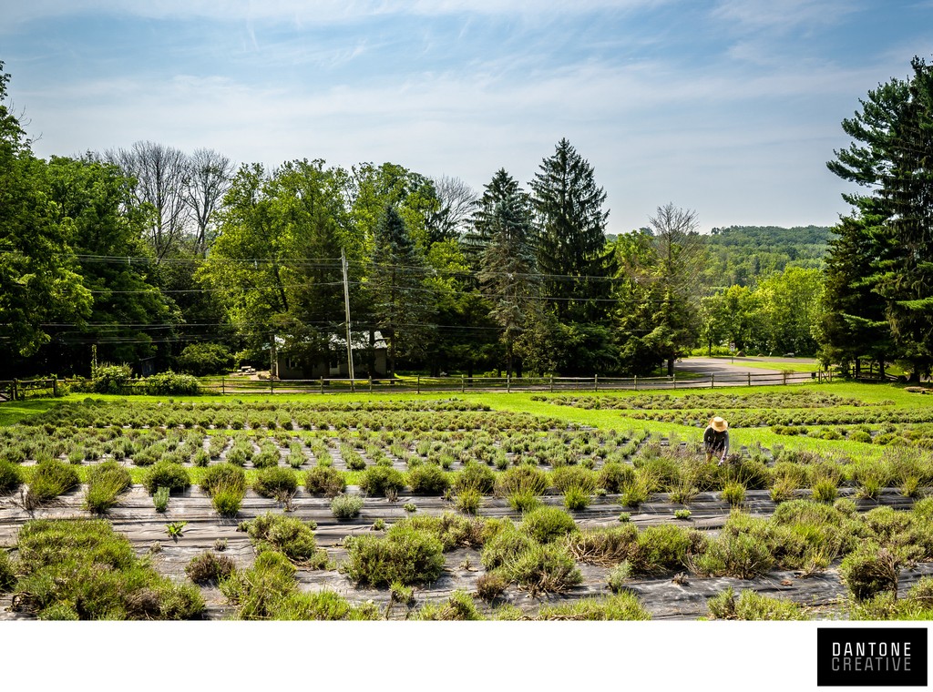 Agricultural Photography Lavender Farm