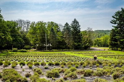 Agricultural Photography Lavender Farm