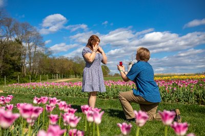 Surprise Proposal at Holland Ridge Farms Tulips