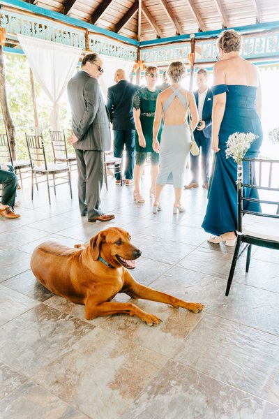 Tensing Pen Wedding Guests and Resort Dog
