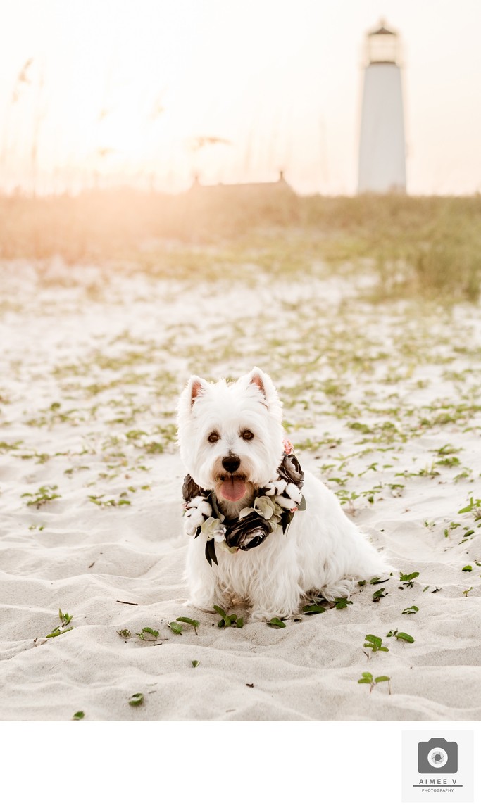 Aimee-V-Photography-St-George-Island-pet-photograper