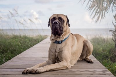Aimee-V-Photography-Port-St-Joe-beach-pet-photography