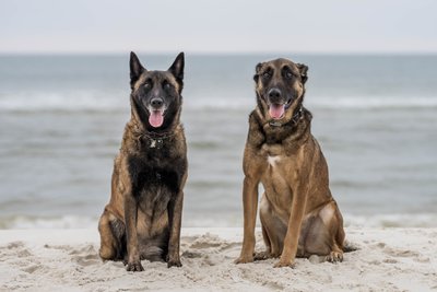 Aimee-V-Photography-Cape-San-Blas-Pet-photography