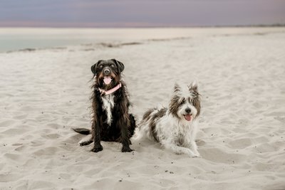 Aimee-V-Photography-Cape-San-Blas-Pet-photographer