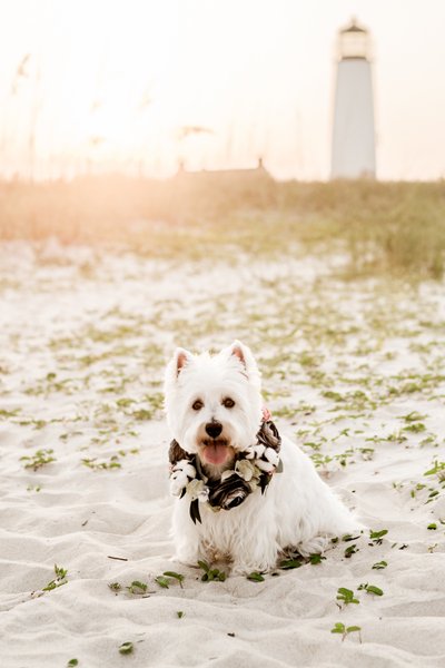 Aimee-V-Photography-St-George-Island-pet-photograper