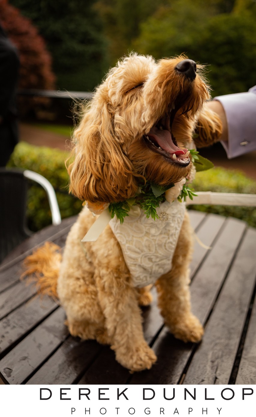 Wedding dog portrait Brig o Doon
