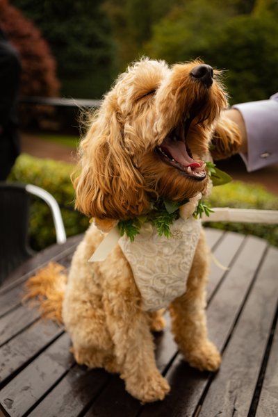 Wedding dog portrait Brig o Doon