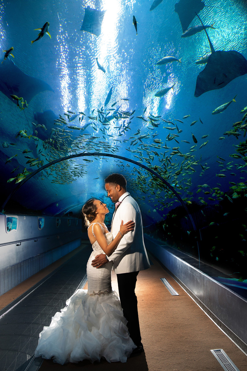 Wedding Photography Atlanta Georgia Aquarium 