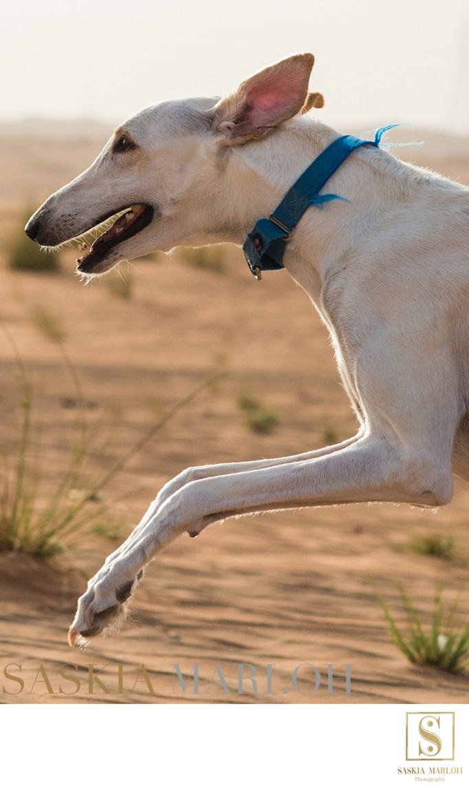 Saluki arabischer Windhund Portrait Foto in der Wüste