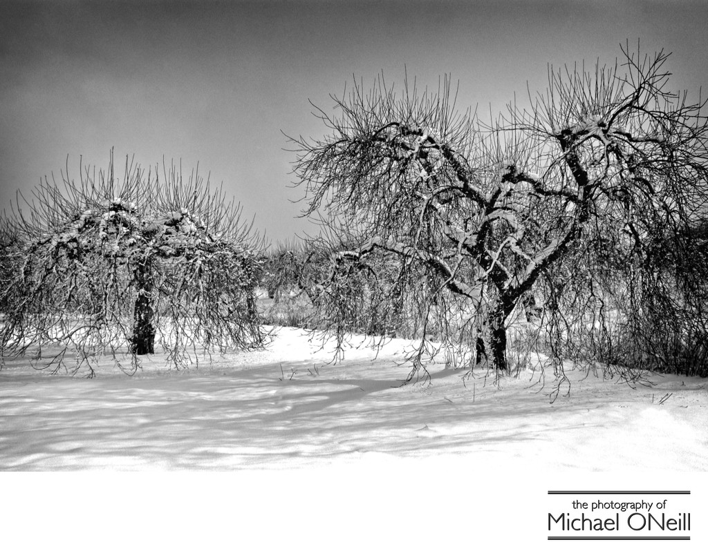 Collectible Fine Art Photography Ontario New York