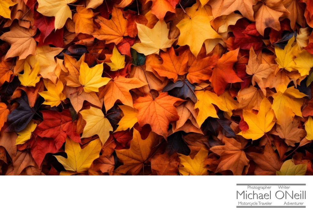 A Blanket Of Colorful Autumn Leaves Covers The Ground With Nature's Beauty