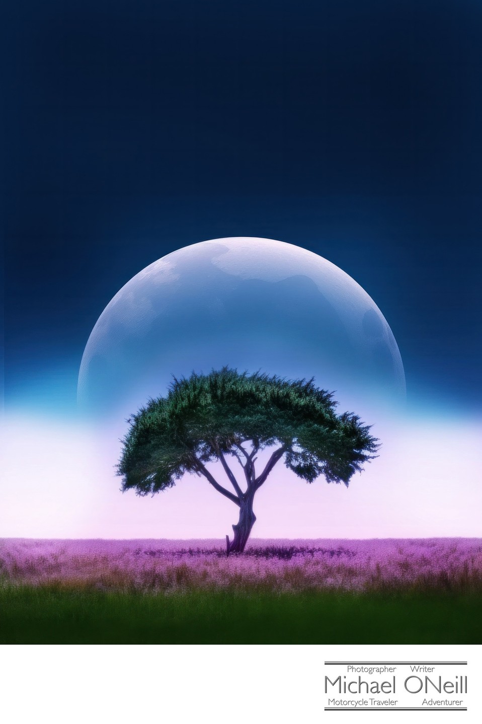 Lone Cypress Tree In A Field Of Lavender As The Moon Rises