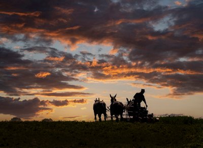 Amish Farmer Working At Sunset Professional Travel Photographer