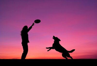 Silhouette At Sunset Of A Dog Playing Frisbee With Its Owner