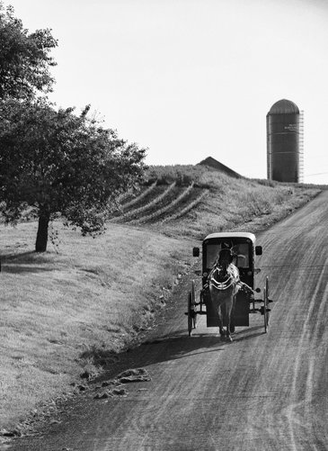 Black and White Picture Amish Buggy Professional Travel Photography