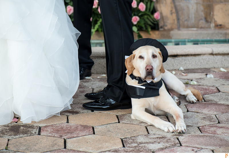 Dog bestman laying down during the ceremony