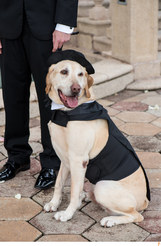 A dog with his hat and his tuxedo