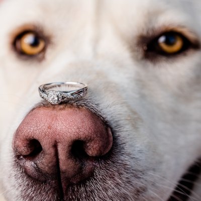 logan engagement photographer with pets