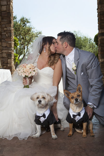 Wedding couple with their dogs 