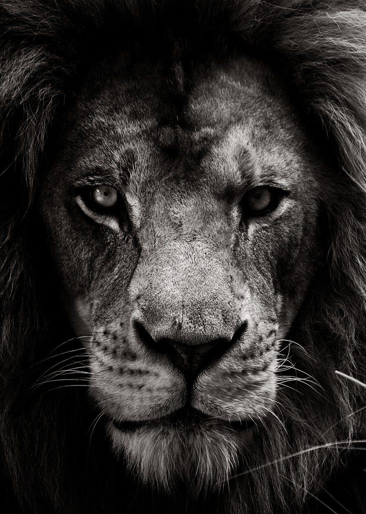 Lion Photography