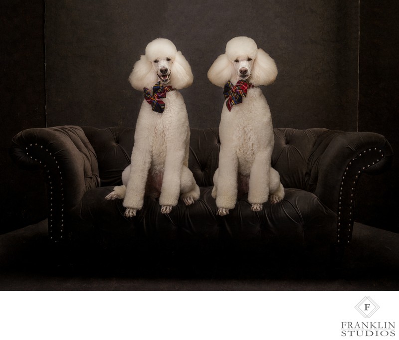 High End Pet Photography in Scottsdale