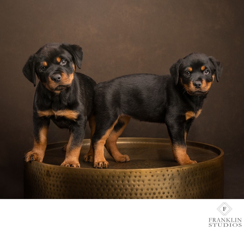 Timeless Pet Photography For Families Who Love Their Pets