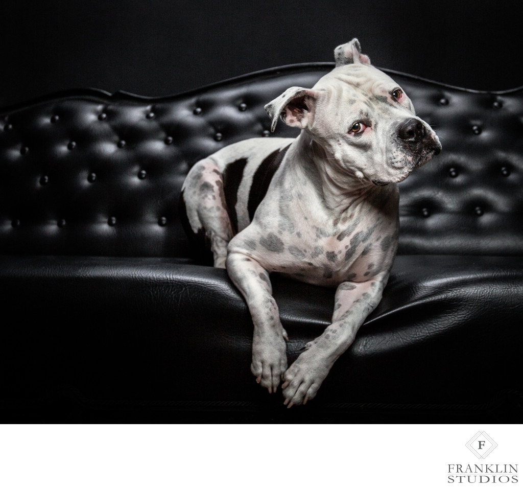 Pet Photography With A distinctive Vision in Scottsdale