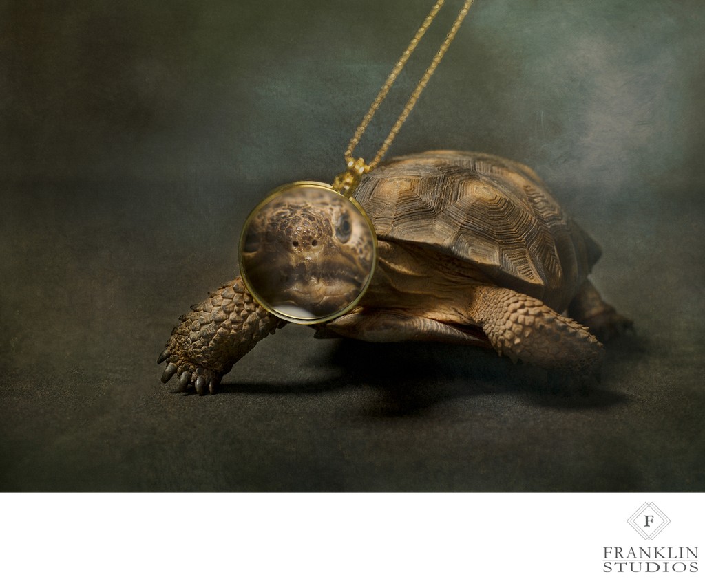 Fine Art Pet Photographer - Tortoise
