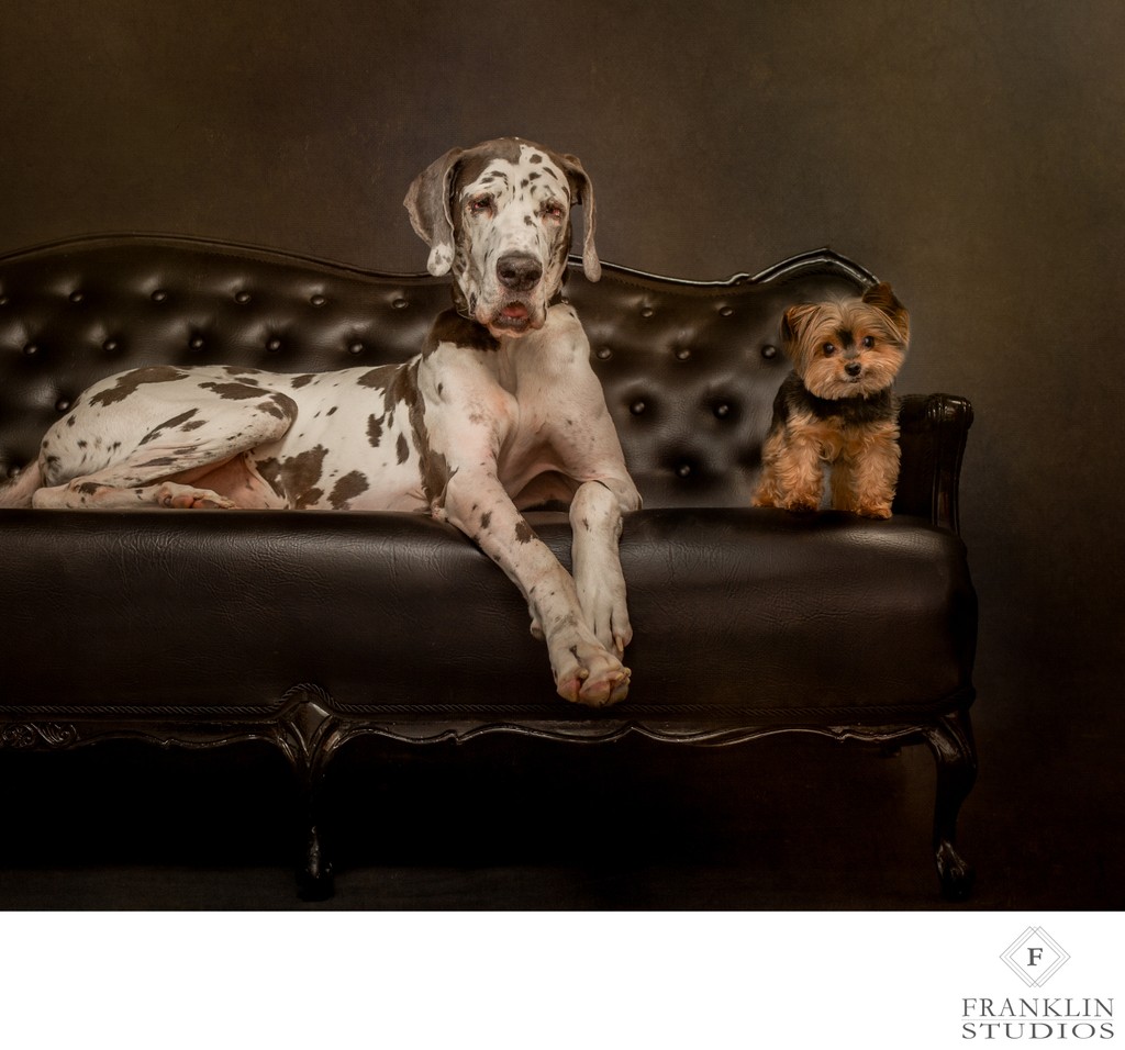 Central Scottsdale Dog Photography