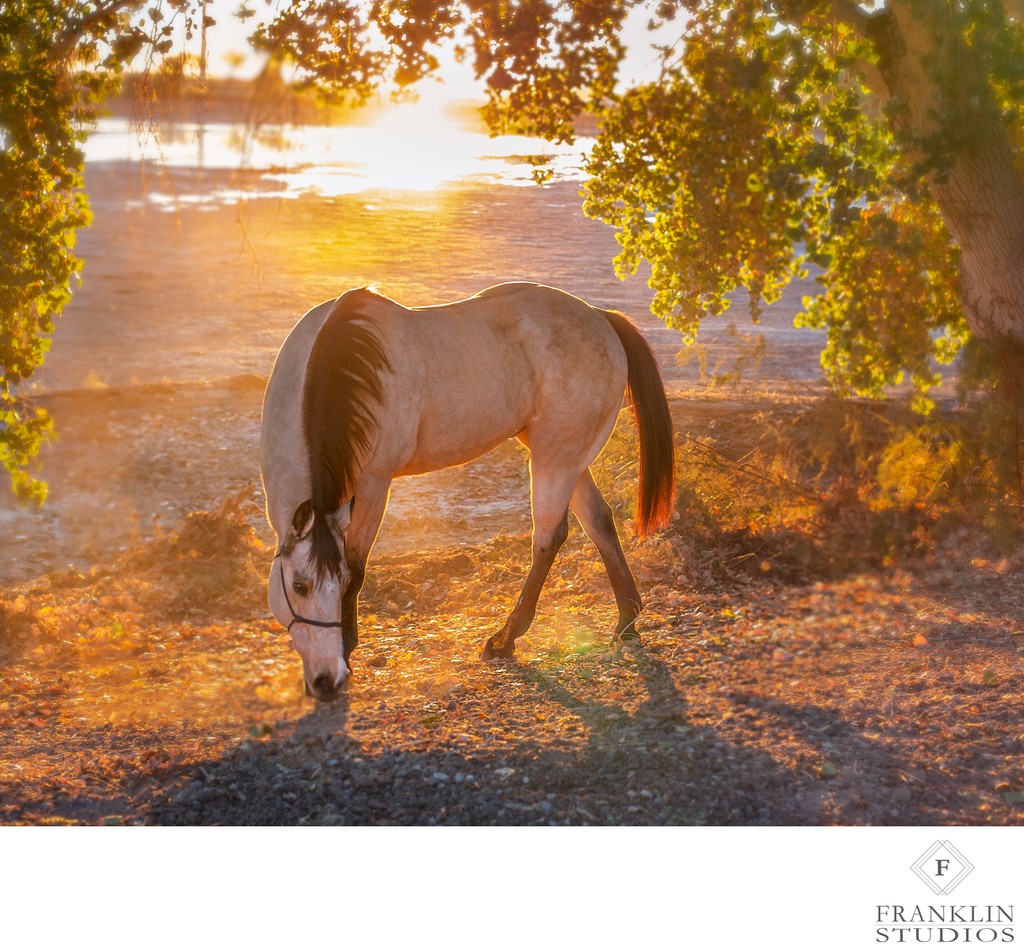 Scottsdale Horse Photographer
