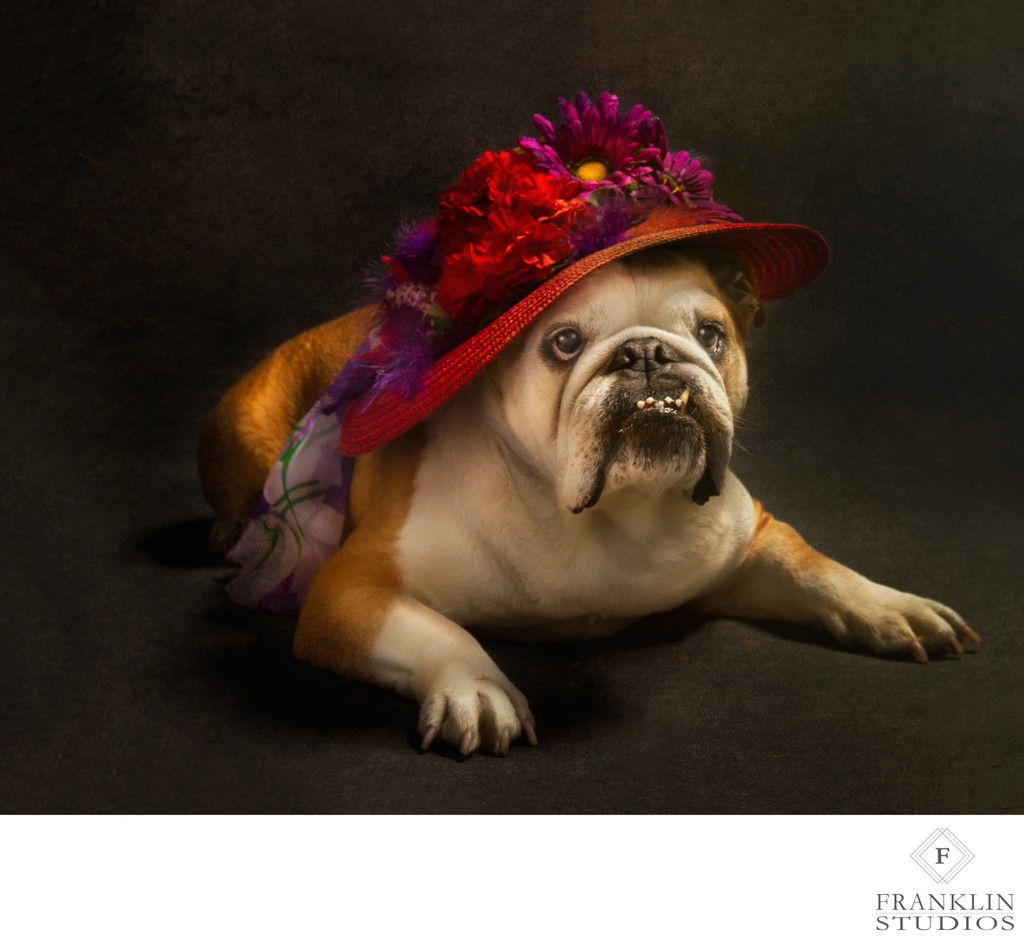 Portrait of Bulldog in Flower Hat