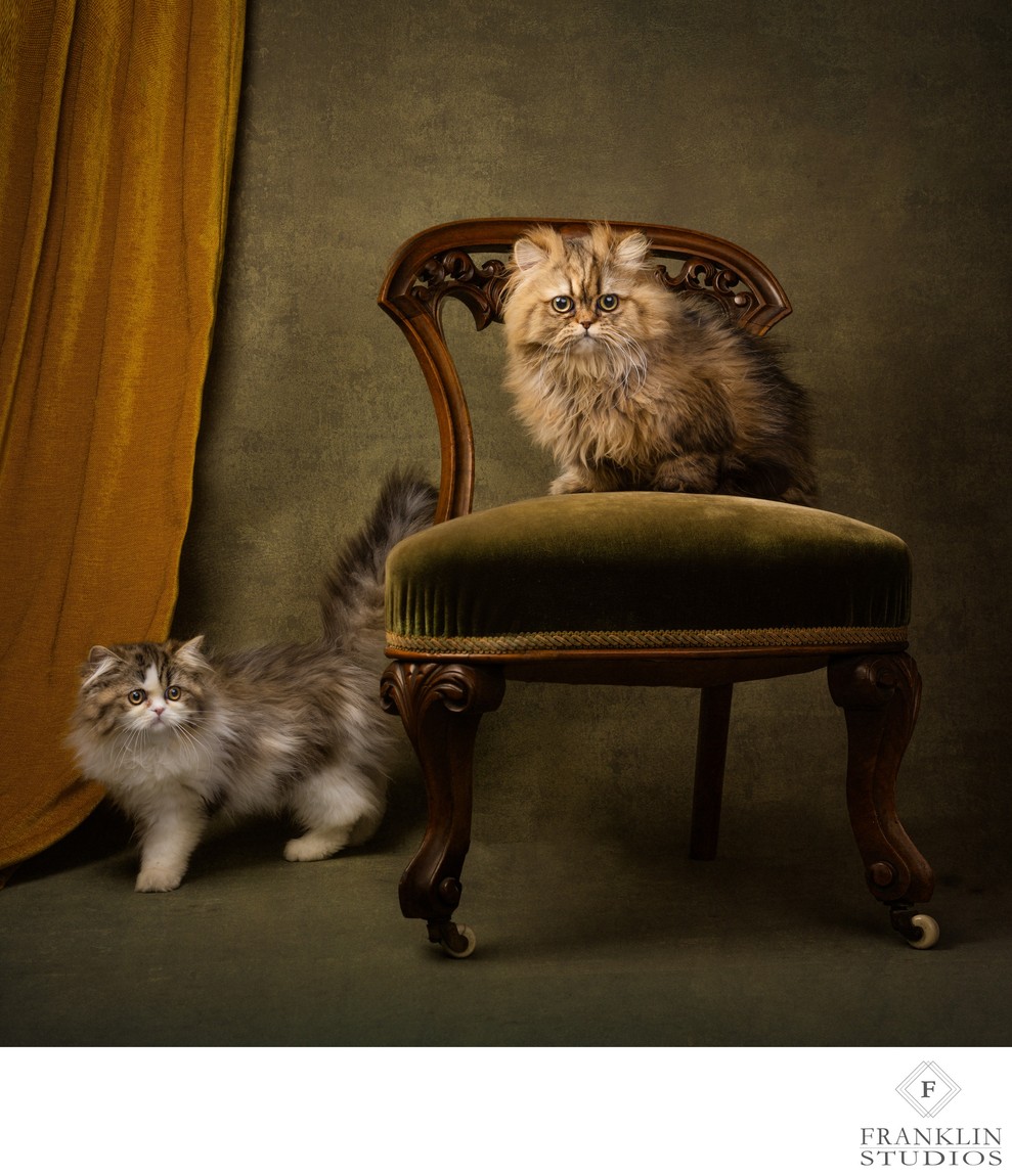 Fine Art Cat Portraits, Scottsdale
