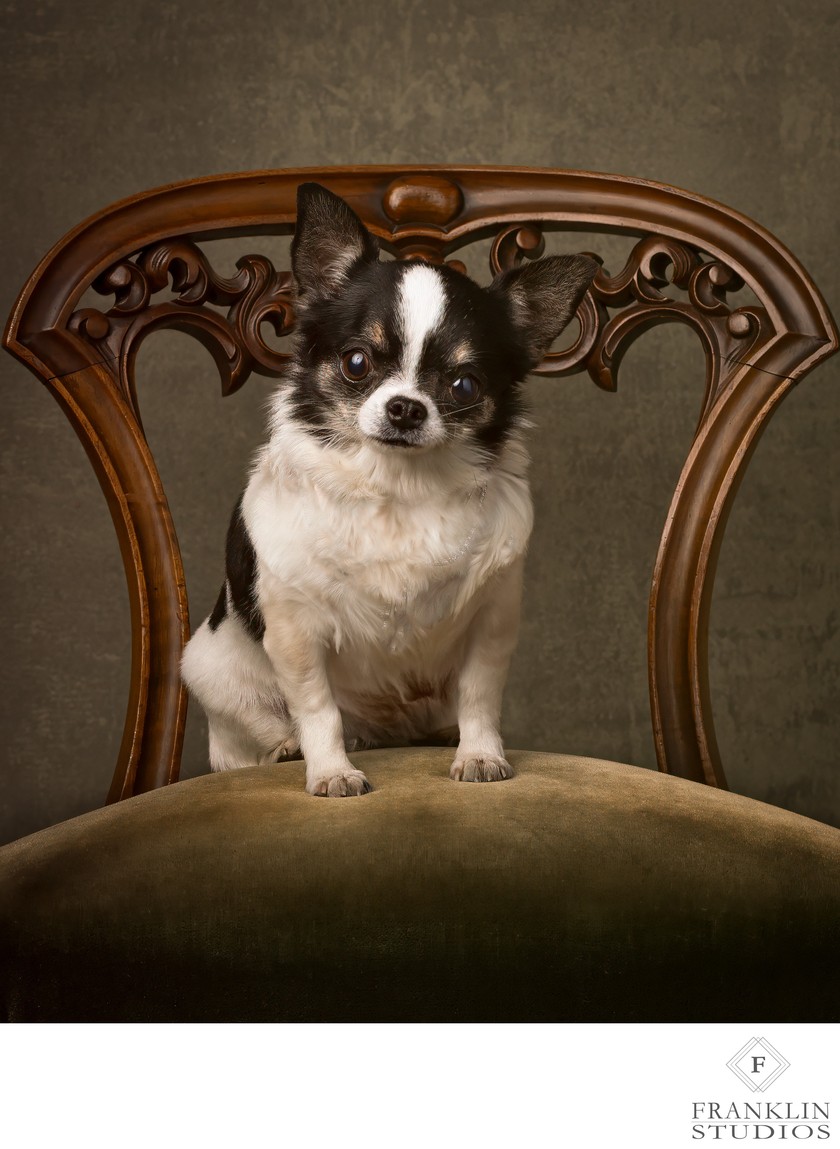 Cherished Pet Portraits near Ancala in Scottsdale 