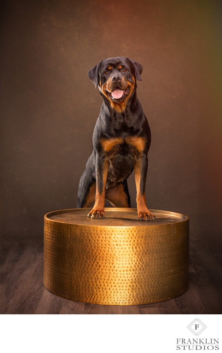 timeless-luxury-dog-portrait-Rottweiler-Scottsdale