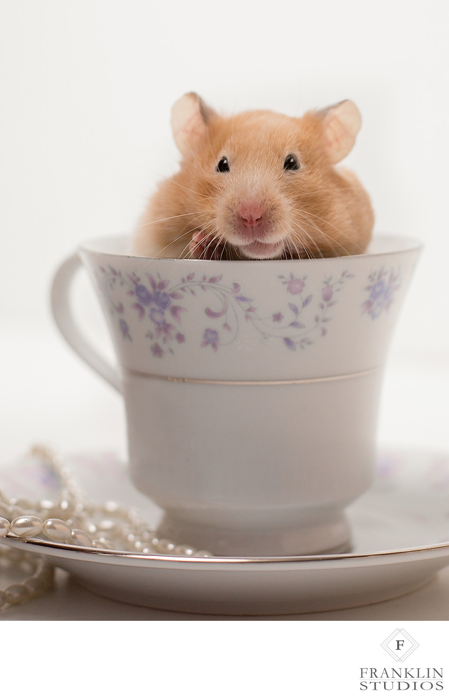 Adorable Photo of a Hamster in a Tea Cup
