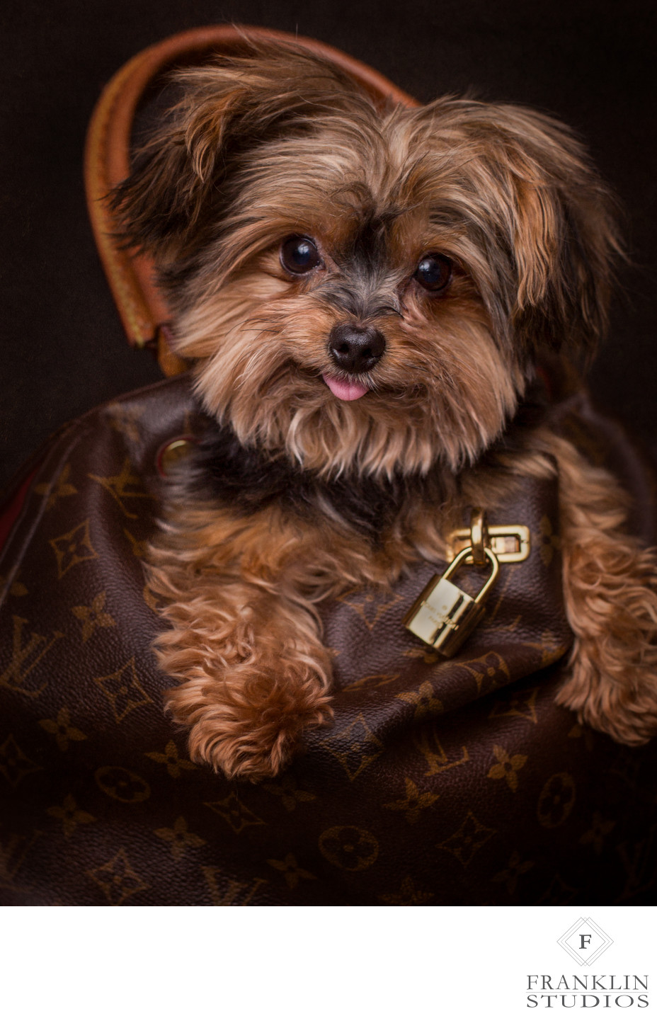 Luxury Pet Photography Studio