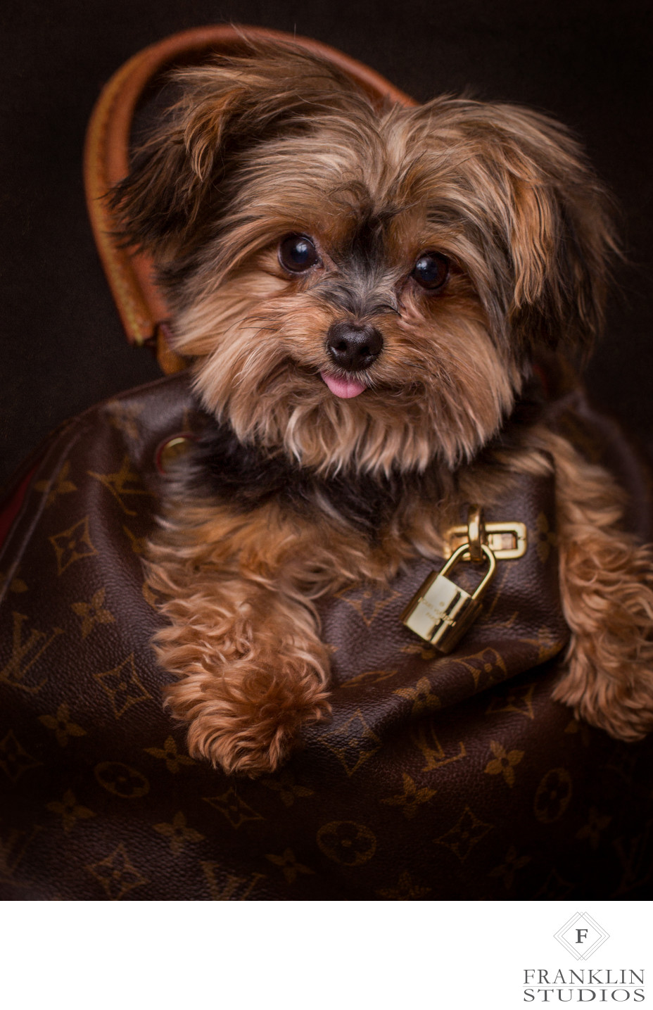 Small Dog Luxury Pet Photography Experience 