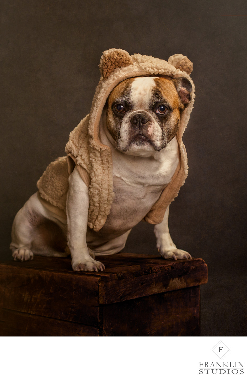 Cute French Bulldog in a Bear Hoodie