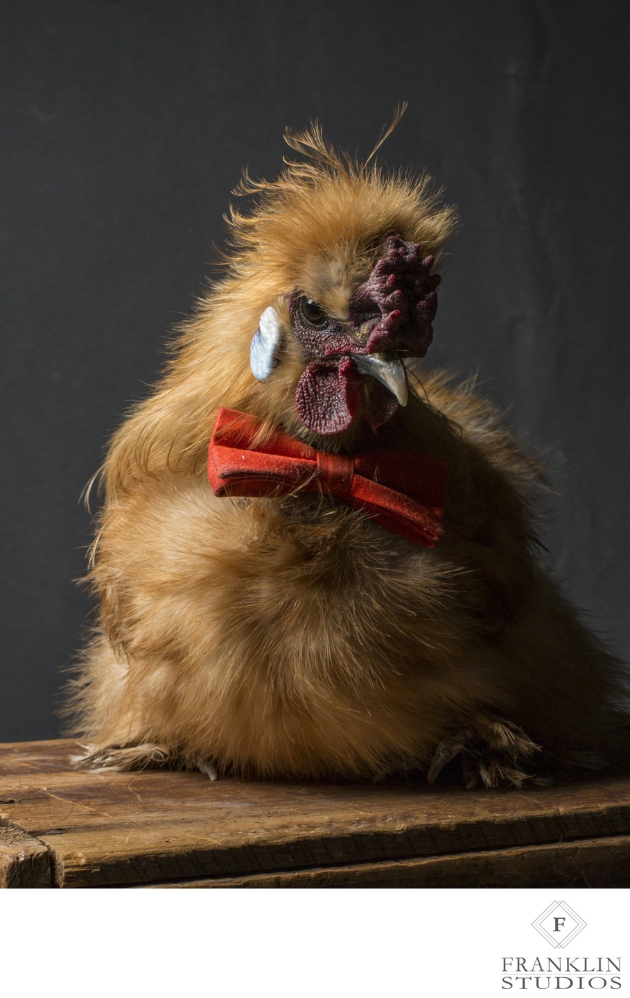 Chicken Studio Photos