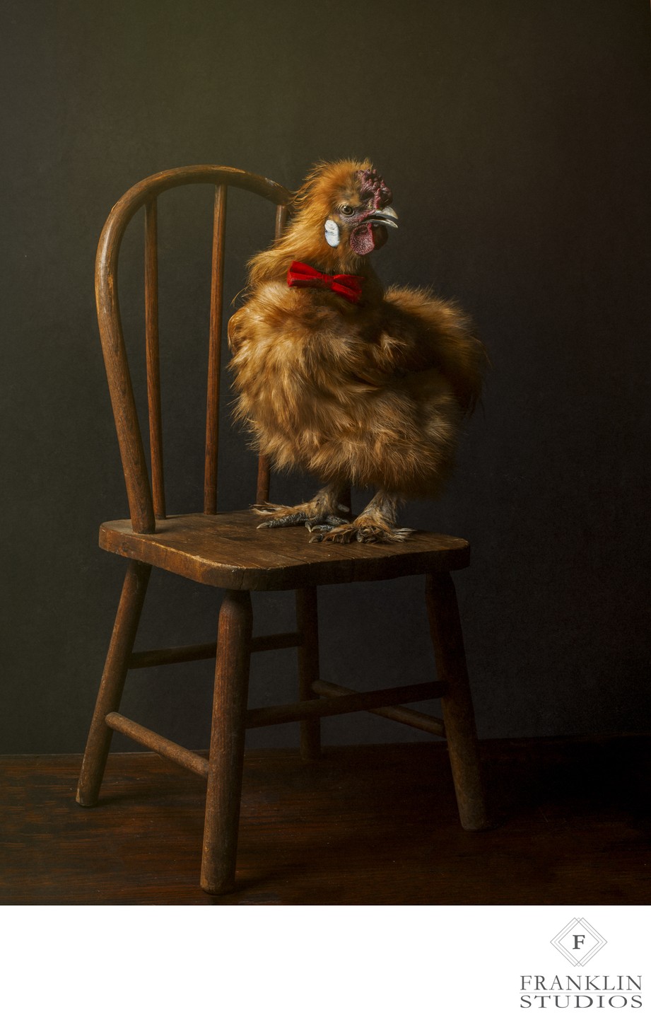Fancy Chicken Portraits